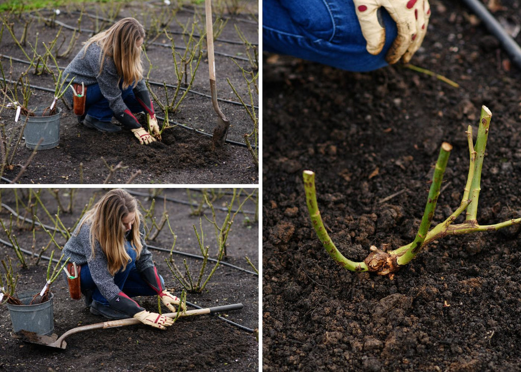 Planting a bare root rose.