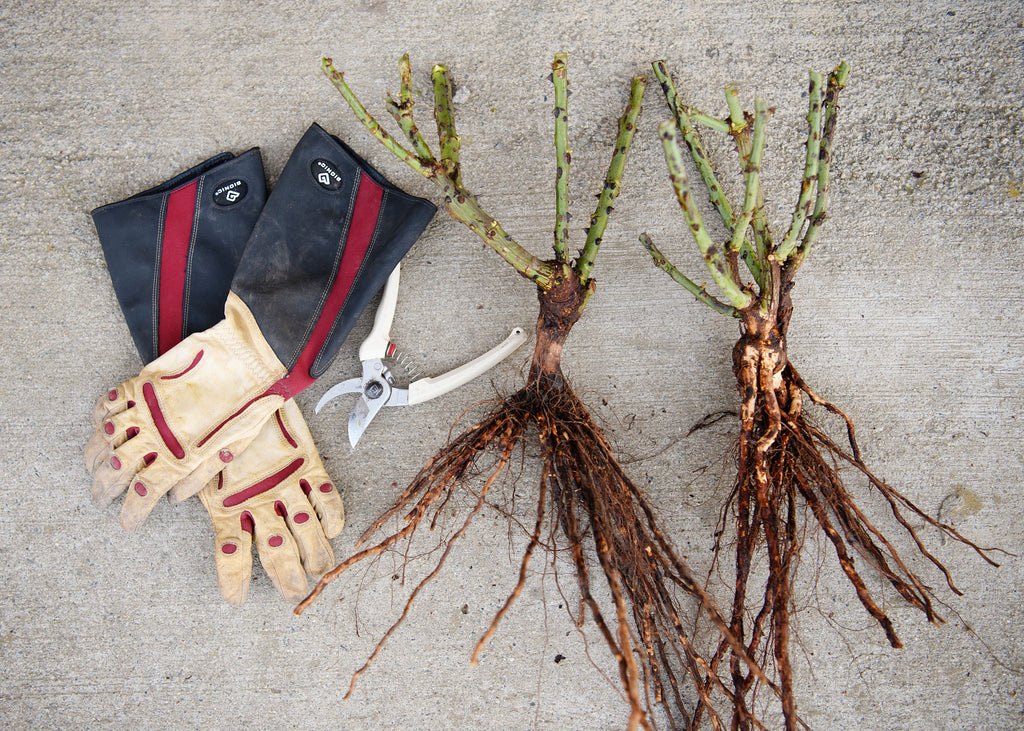 Bare root roses, clippers, and rose gauntlet gloves