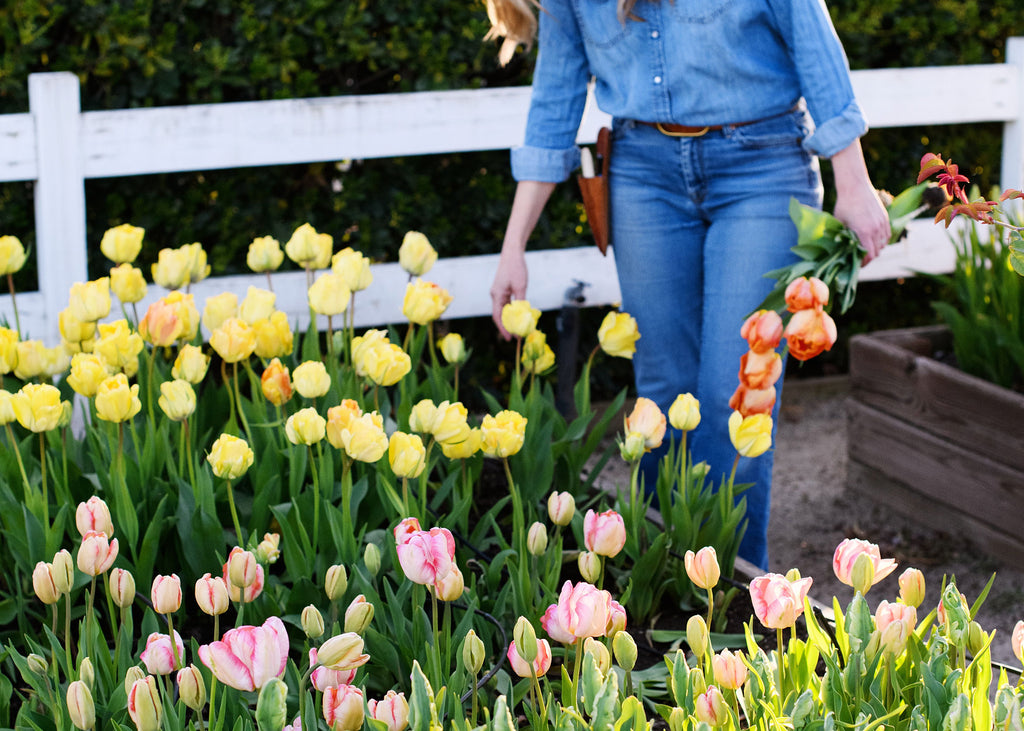 Yellow, pink and orange tulips with a woman harvesting them.