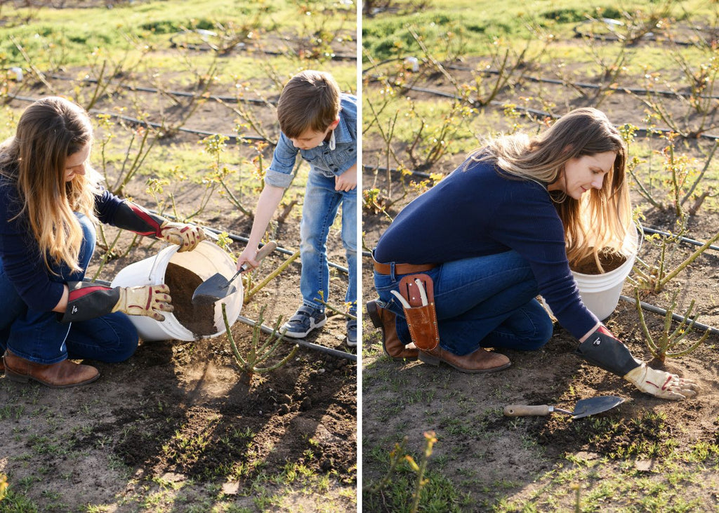 Cover a bare root rose with compost