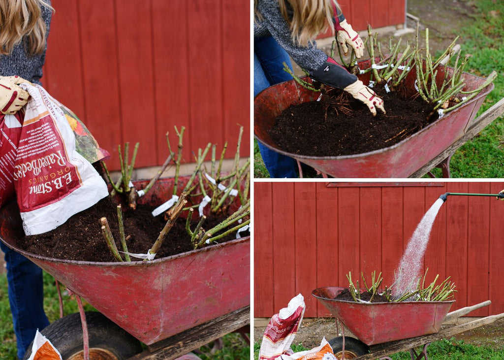 Heeling in a bare root rose