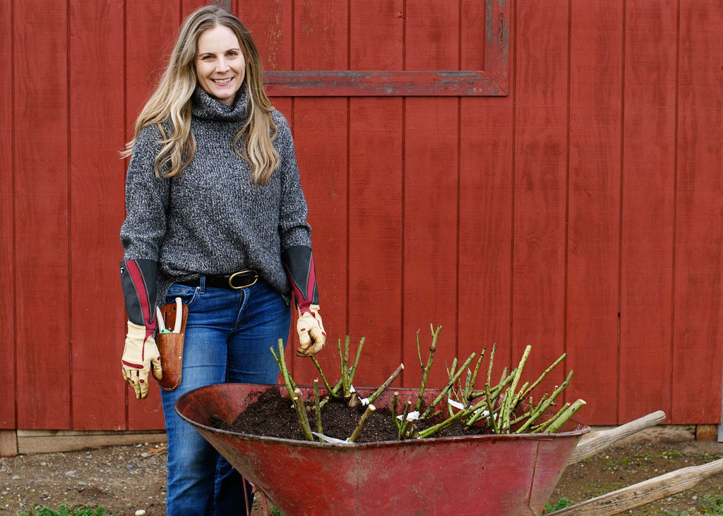 Heeling in bare root roses. 