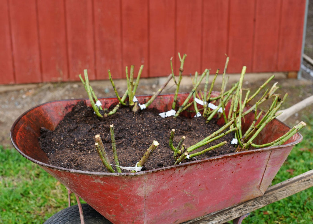 Heeling in bare root roses