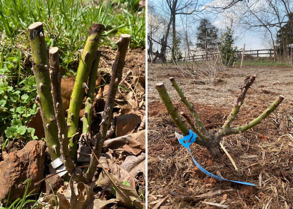 Dieback on bare root rose