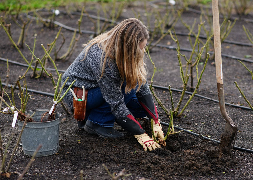 Planting a bare root rose