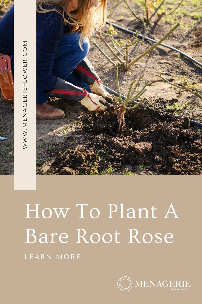How To Plant A Bare Root Rose