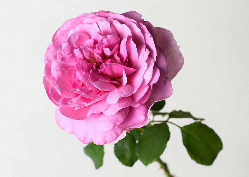 Princess Alexandra of Kent Deep Pink Garden Rose
