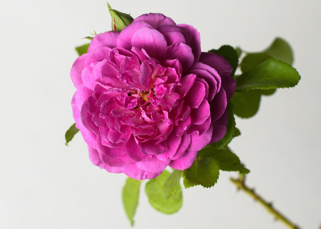Princess Anne Deep Pink Garden Rose