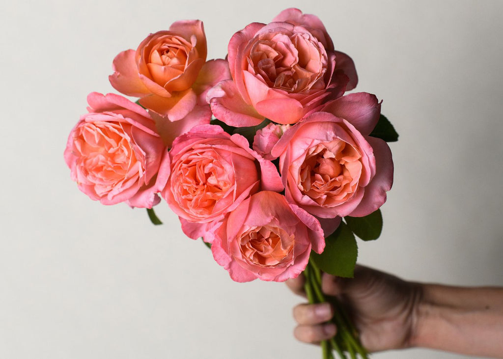 Sweet Mademoiselle Deep Pink Garden Rose