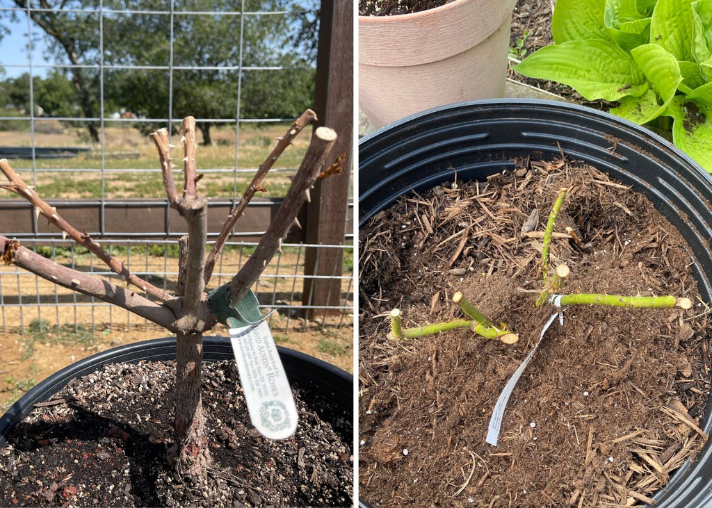 Bare root roses planted too high/low