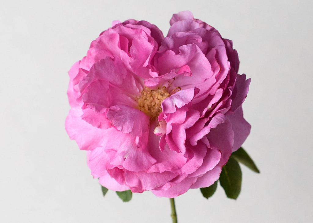 Yves Piaget Deep Pink Garden Rose