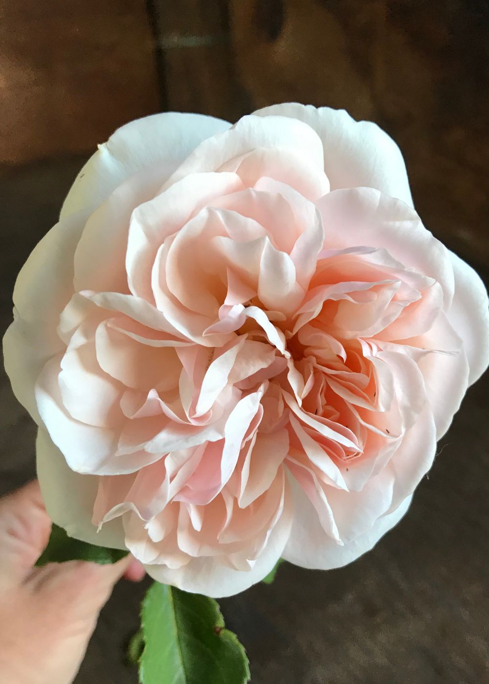 French Lace Bare Root Rose - Menagerie Farm & Flower