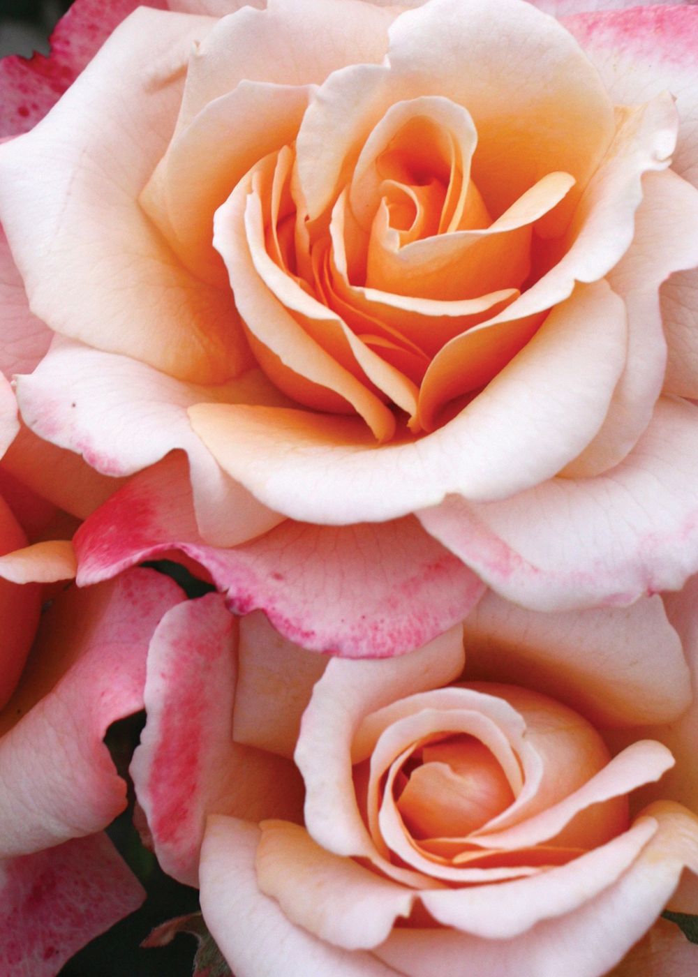 La Perla™ rose- Palatine Fruit & Roses