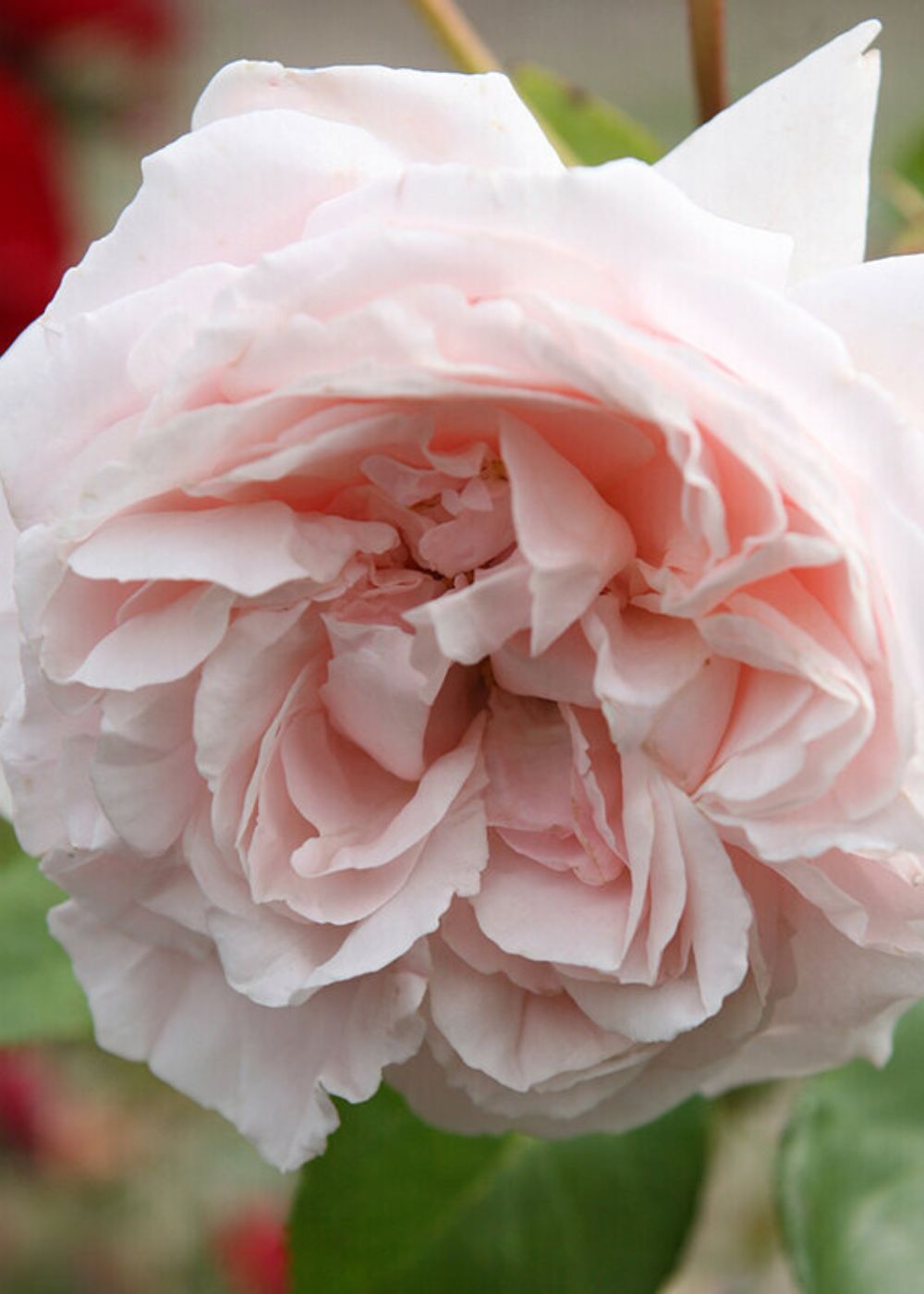 MORDEN BLUSH ROSE - Foothills Nurseries