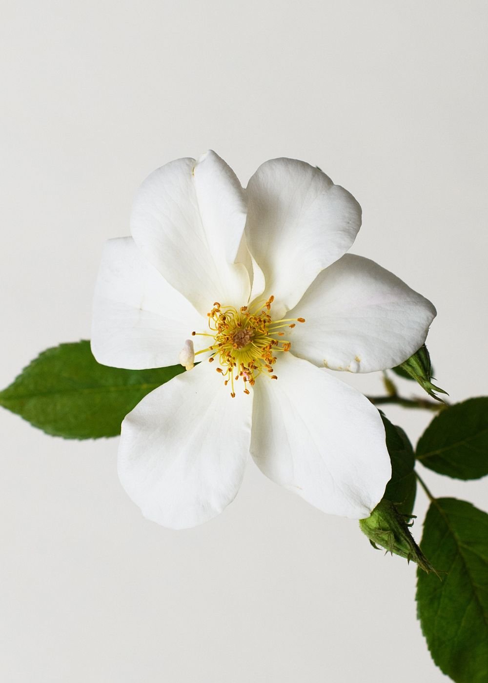 Sally Holmes Climbing Rose Bare Root