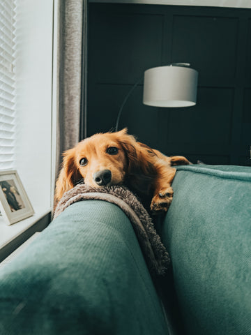 Dog on Sofa Cleaning with Dirtbusters Upholstery Shampoo