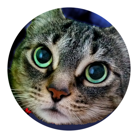 Kitty the Blue Purple Tabby Cat by Melinda Tomasello