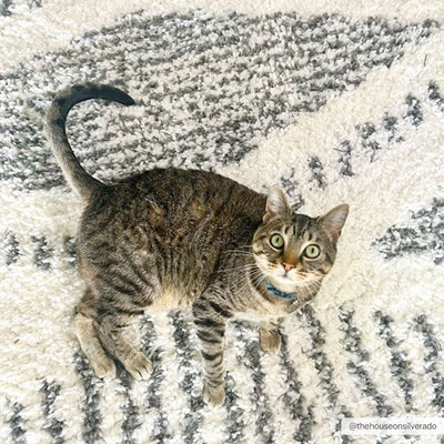 Best Rugs for Cat Owners – Boutique Rugs