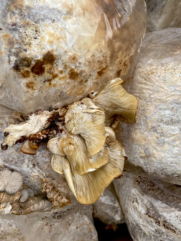 Oyster mushrooms growing out of a mycelium block. A home-growing mycelium kit. Mycelium blocks in a pile ready to be picked up in Central Austin.