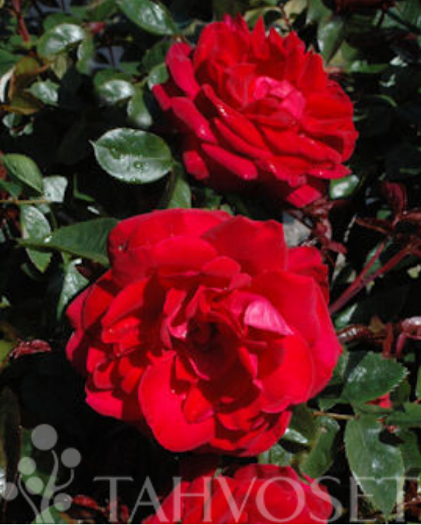 Pihakasvit - Ruusut – Merkitty tunnisteella 