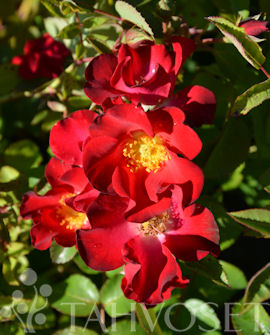 Easy Elegance®-ruusu 'Screaming Neon Red' – honkasenpuutarha