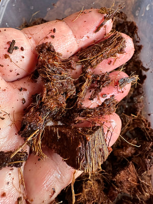 Coco Husk 10 Pound Bale - Nest Tropicals