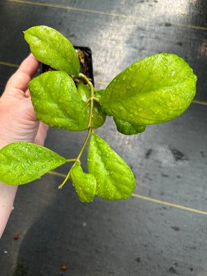 Hoya AH 300 - Nest Tropicals - Hoya 67mm Polarizing Filter