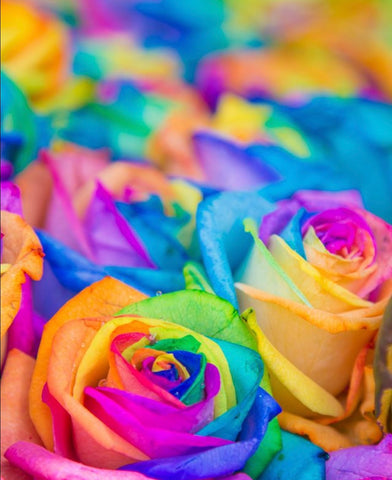 Pride Roses