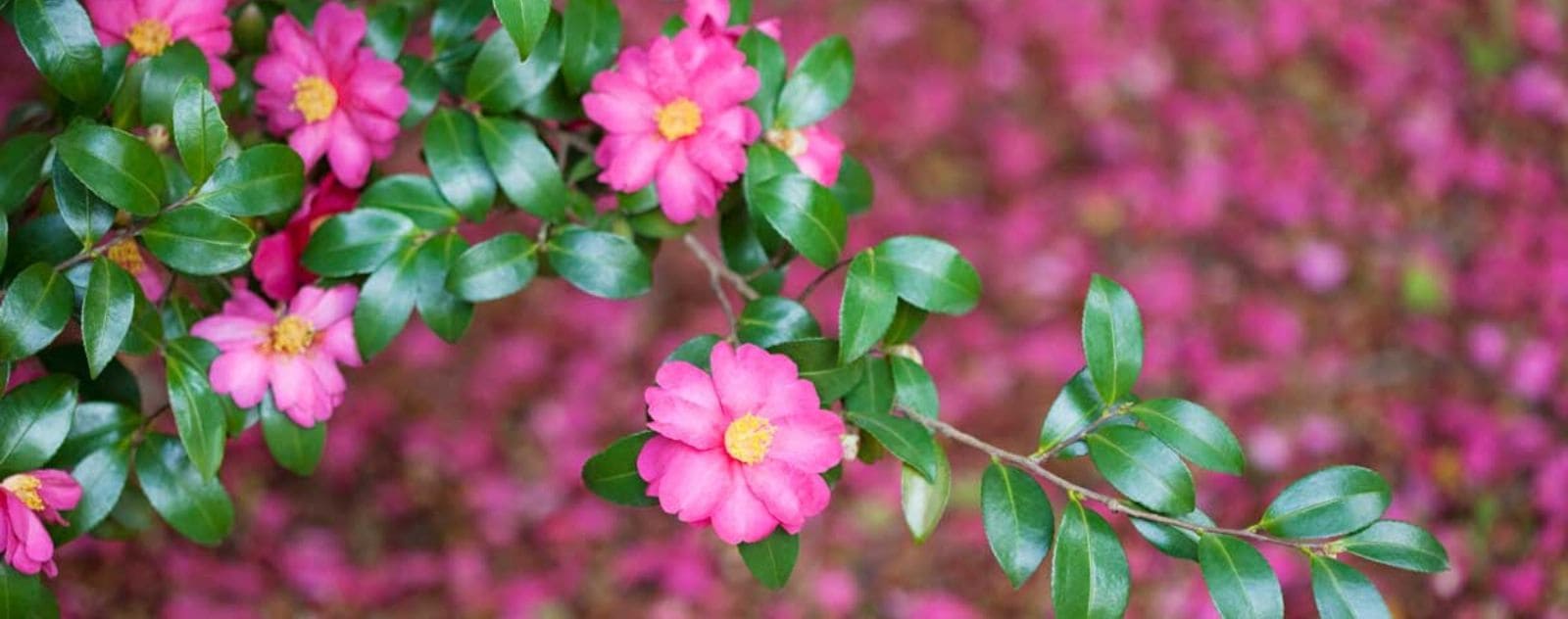 Camellia sasanqua winter Japan pink yellow