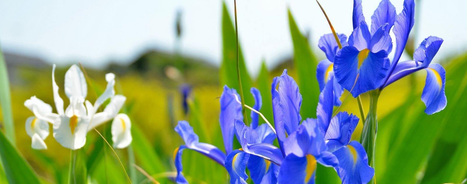 Iris Japanese flower blue white field