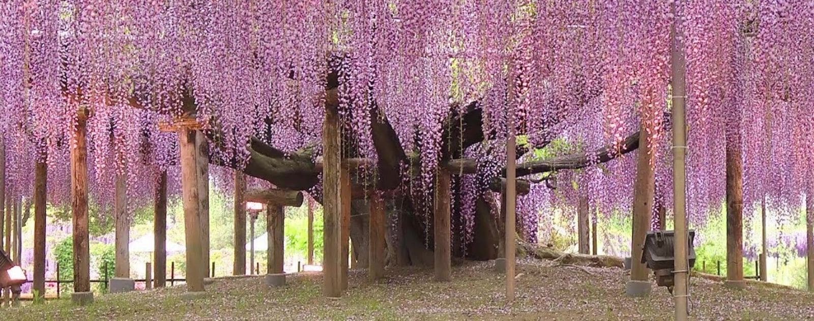 Japanese guinea wort tree flowers