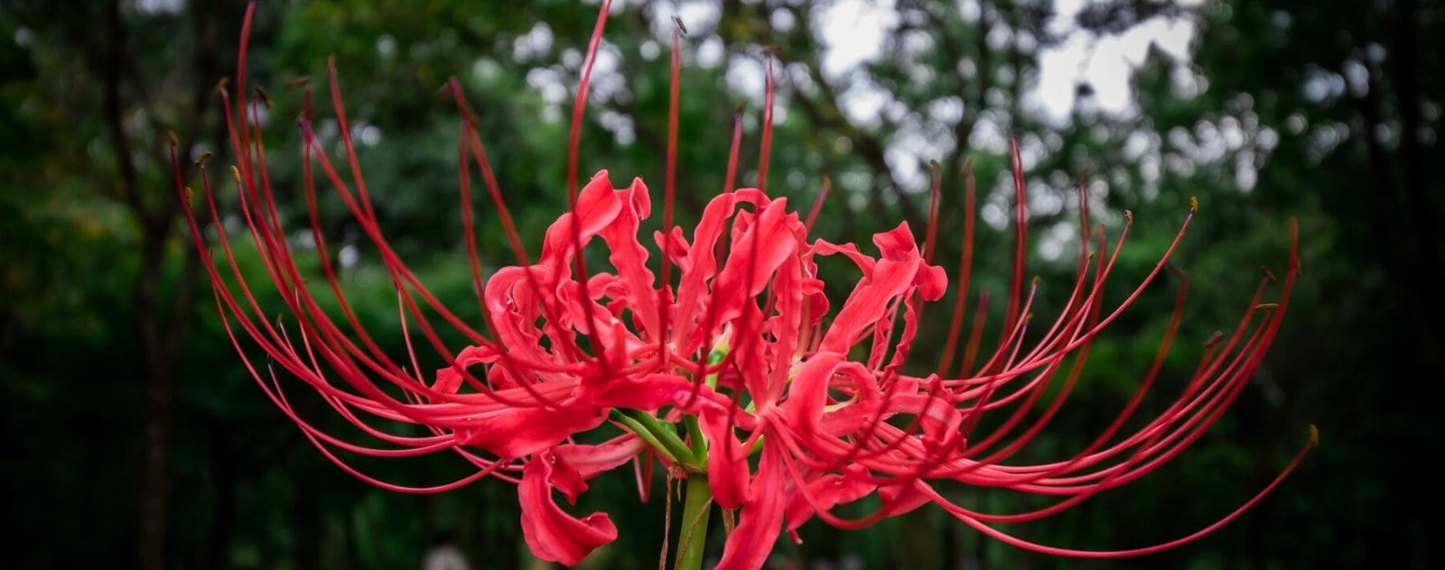 Red flower Japan Lycoris Radiata
