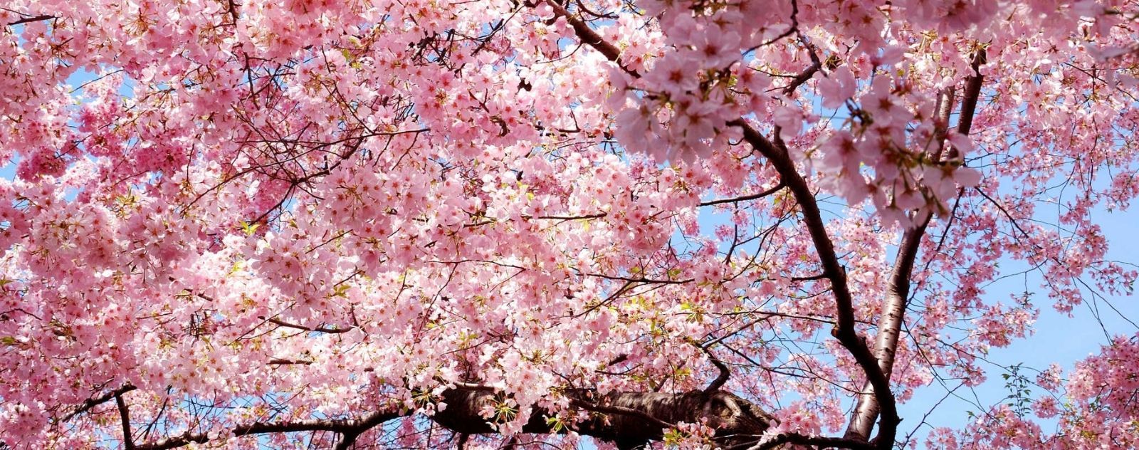 17 facts to know about Sakura flowers