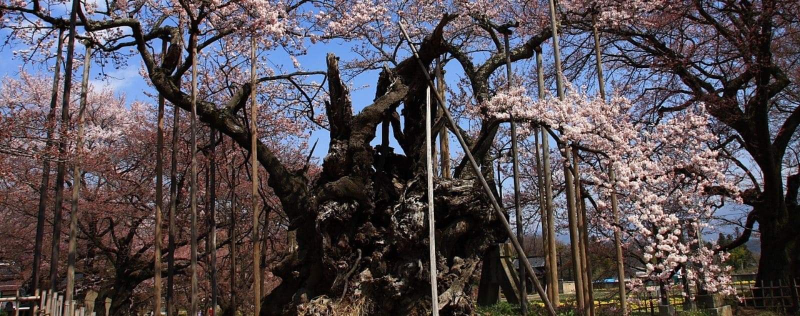 oldest sakura tree