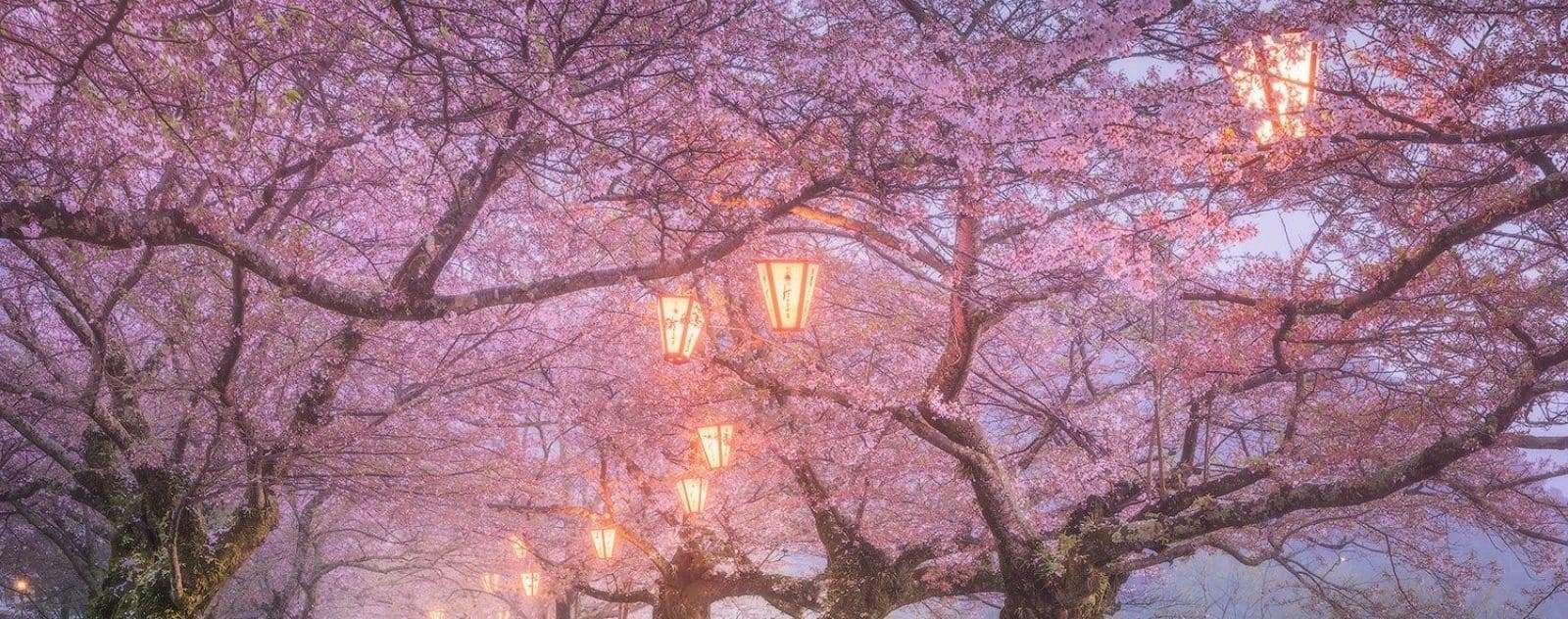 Sakura Day