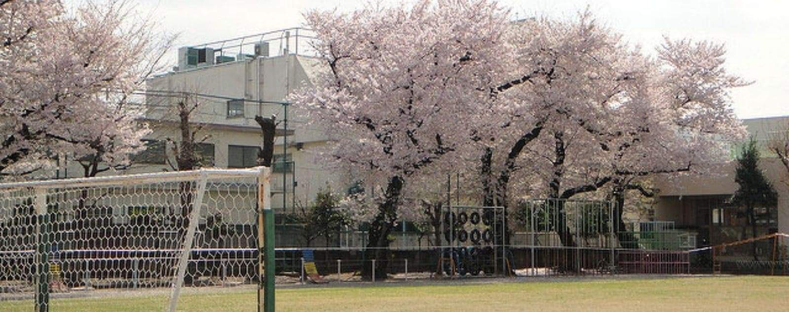 Sakura tree