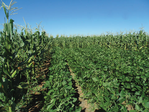 crop rotation in maize