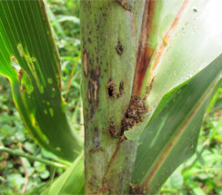 stem borer in sorghum