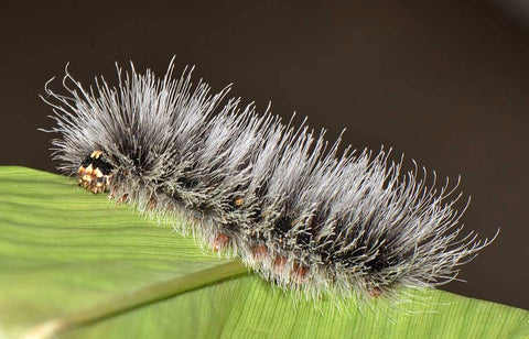 Hairy caterpillars