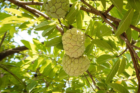 Custard Apple