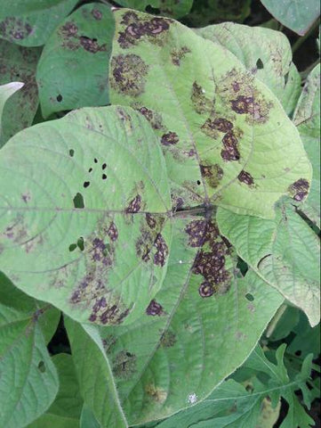 Anthracnose