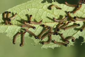 Leaf Eating Caterpillars