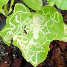 Leaf Miner in Snake gourd