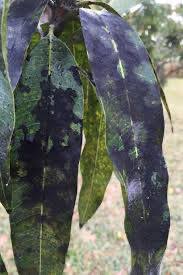 Mango sooty mold disease