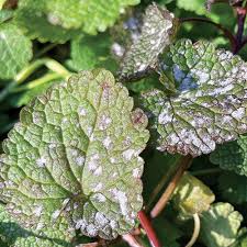 Mint Powdery Mildew