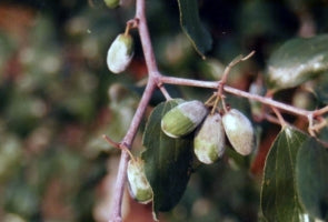 Powdery Mildew in Ber