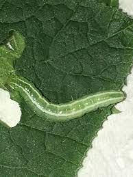 Pumpkin Caterpillar