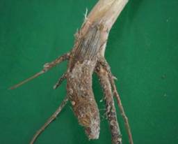 Dry Root Rot