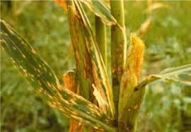 Seedling blight/leaf blight/leaf spot: Helminthosporium nodulosum