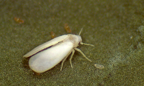 Capsicum Whiteflies